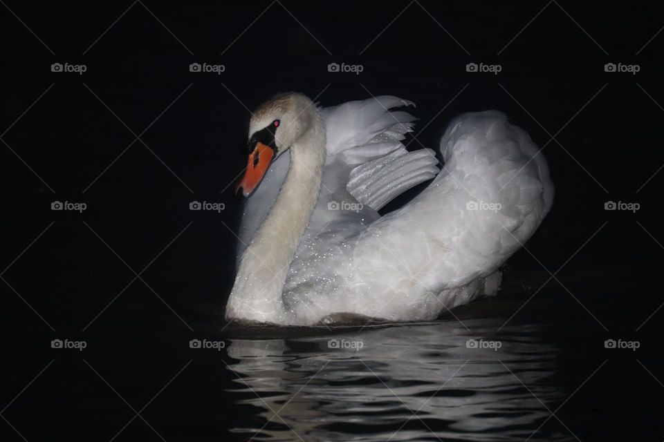 A white swan at the river in the night