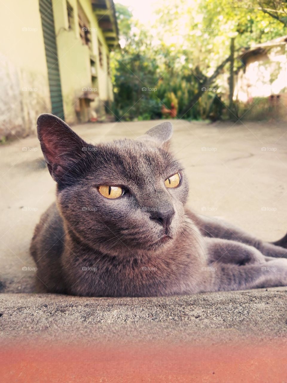 Grey cat