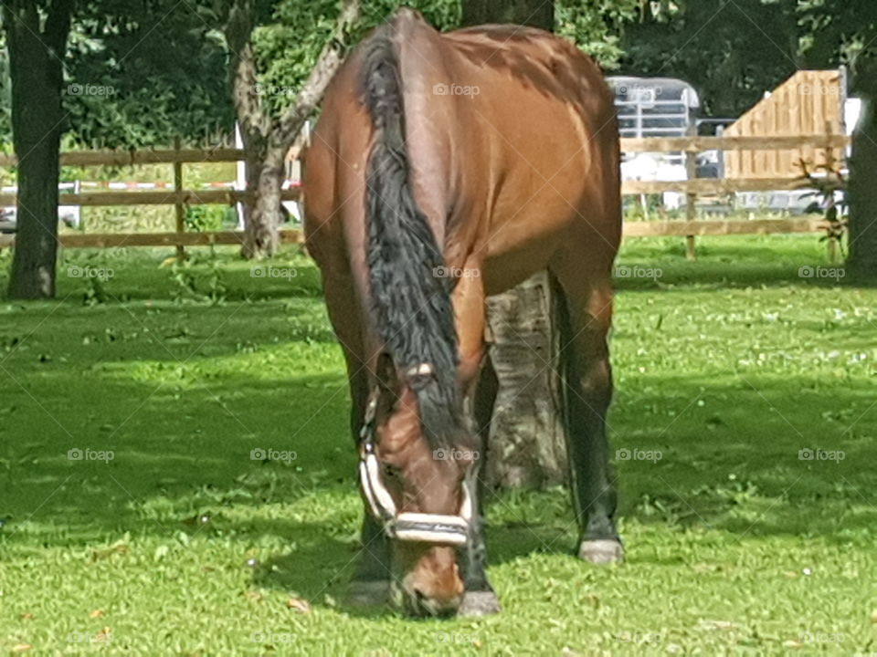 A horse that is grazing well