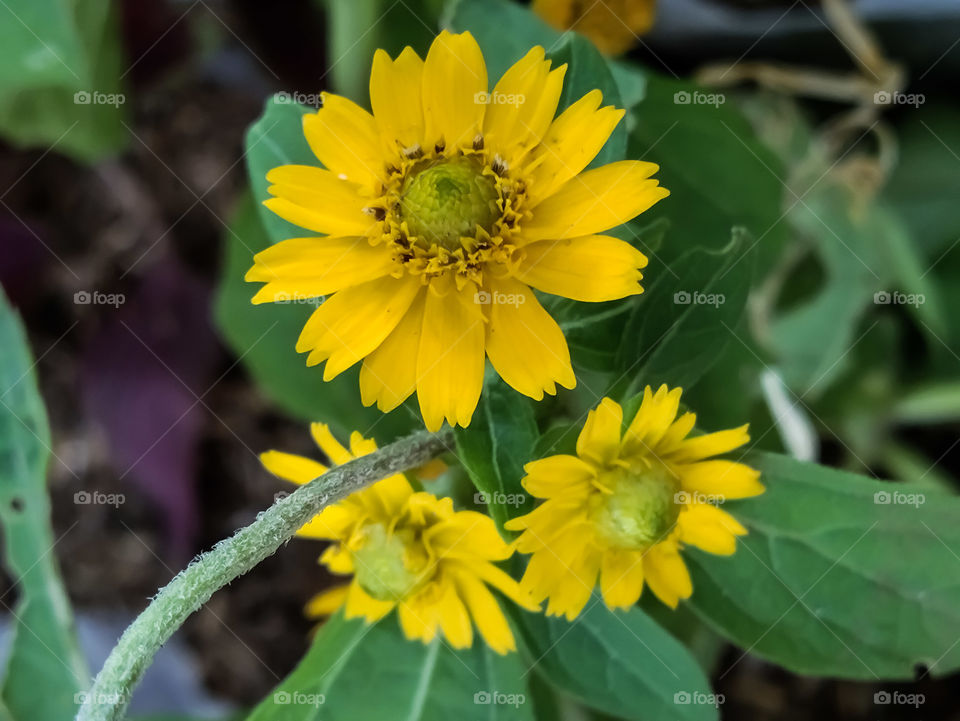 yellow flower