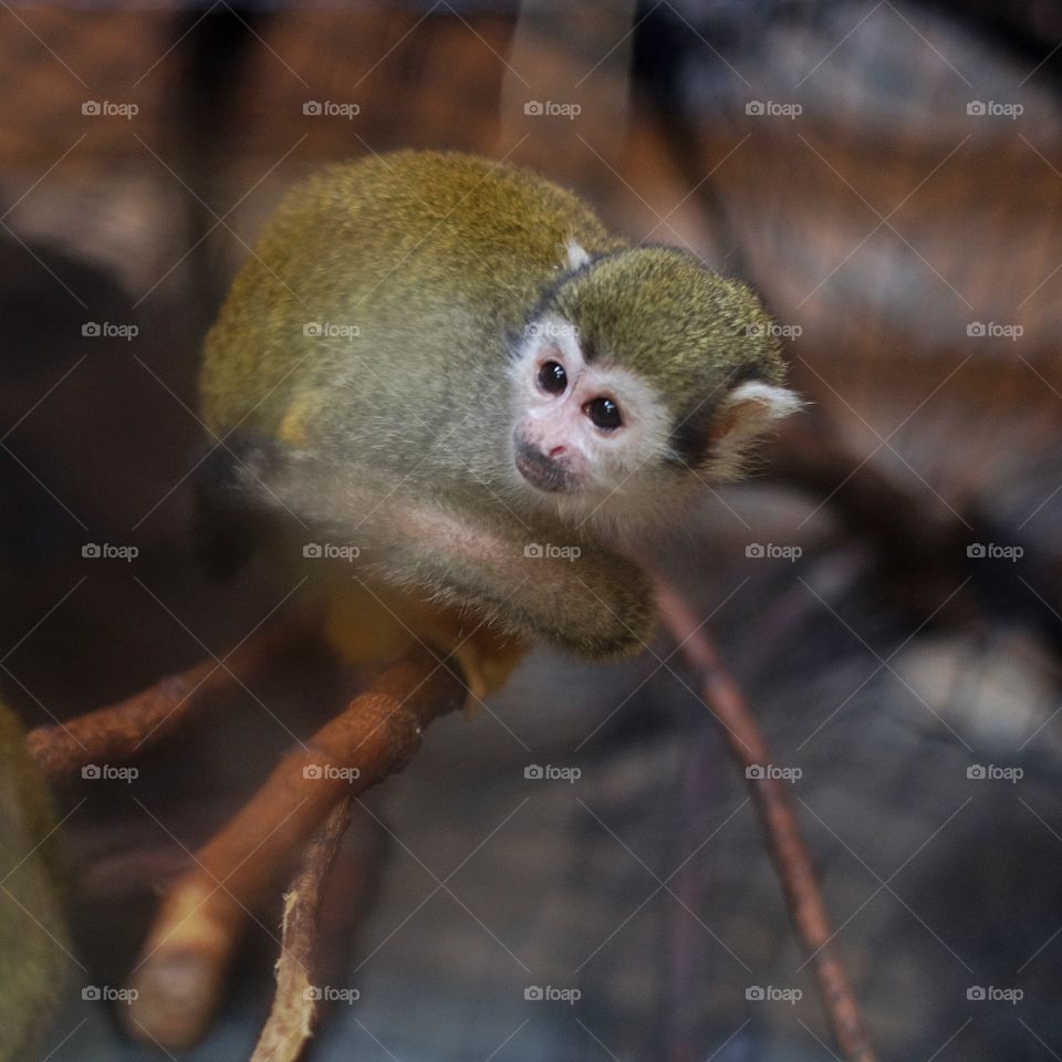 Squirrel monkey - the cutest thing ever. They are considered to be one of the cleverest monkeys  due to having a large brain compared to the size of their body.