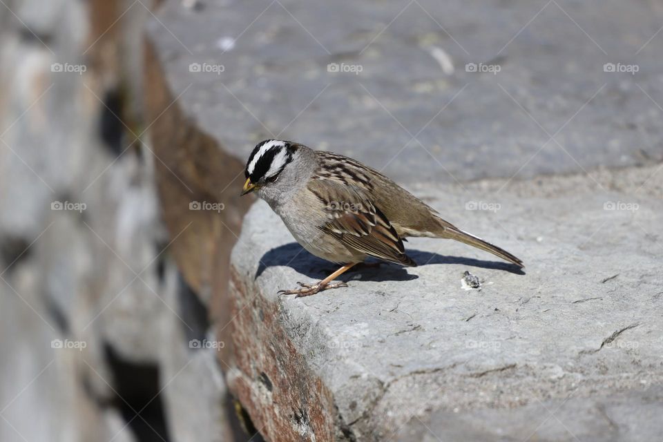 Sparrow on a rocky fence 