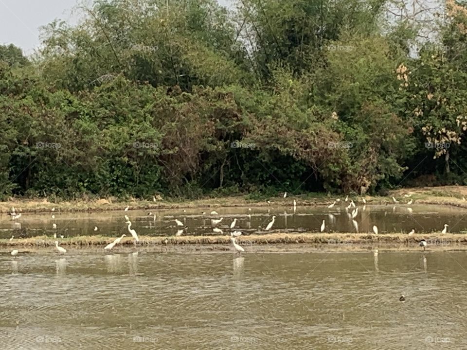 The stories of the nature, Countryside (Thailand)