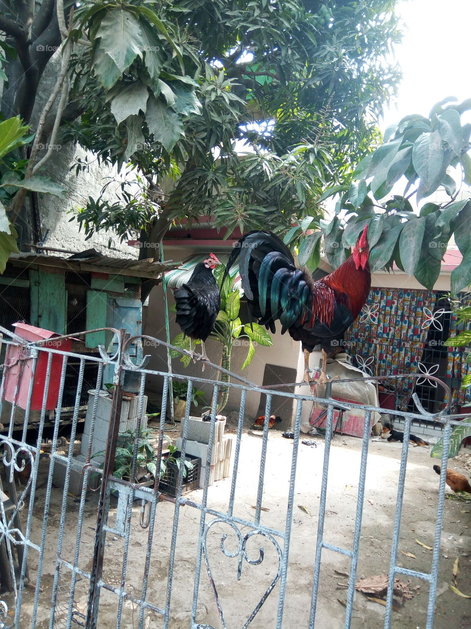 birds of a feather stick together