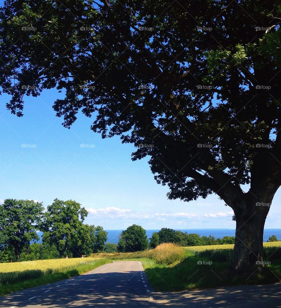 nature summer trees road by lemonique
