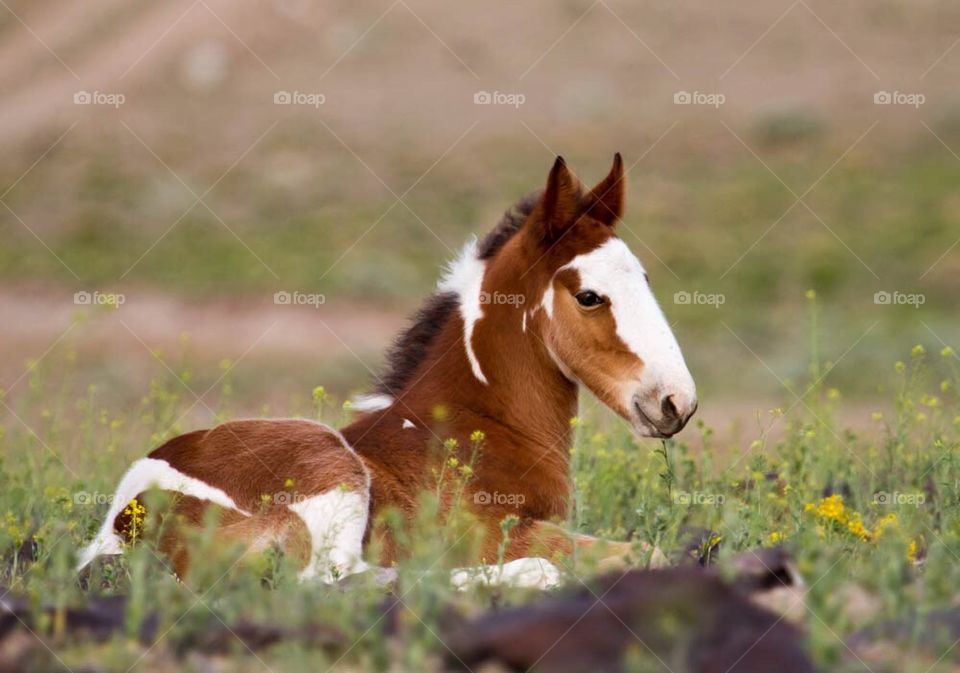 Wild Horse