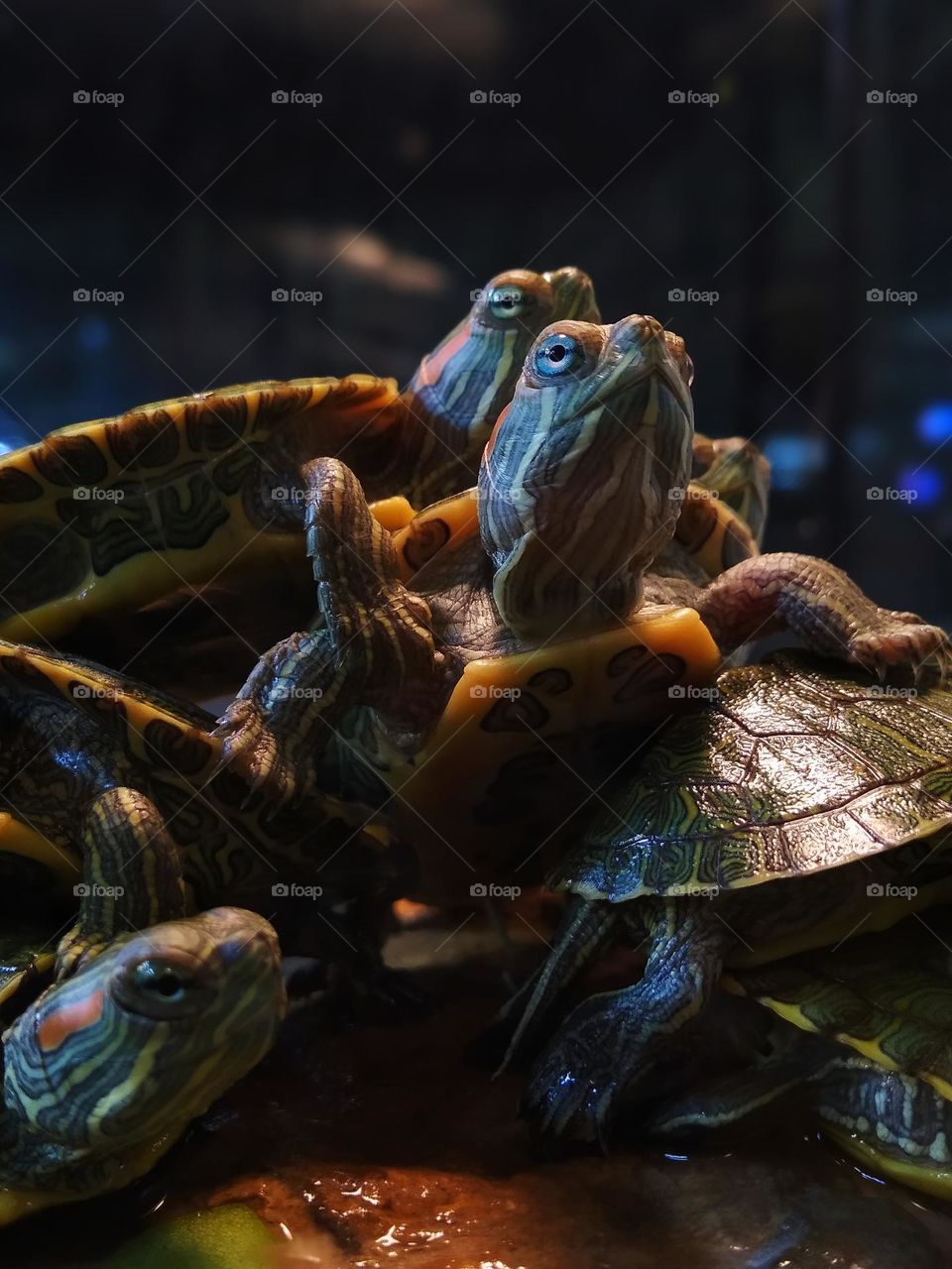turtles