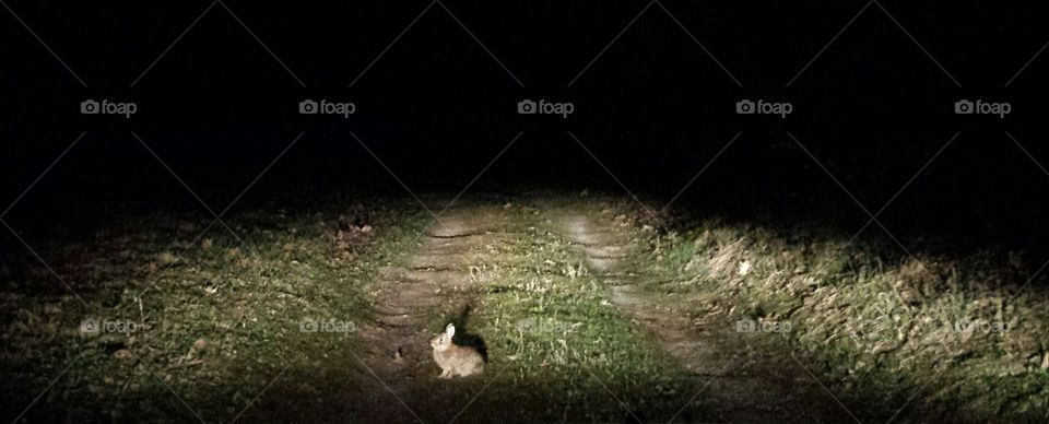 rabbit on a dirt road at night