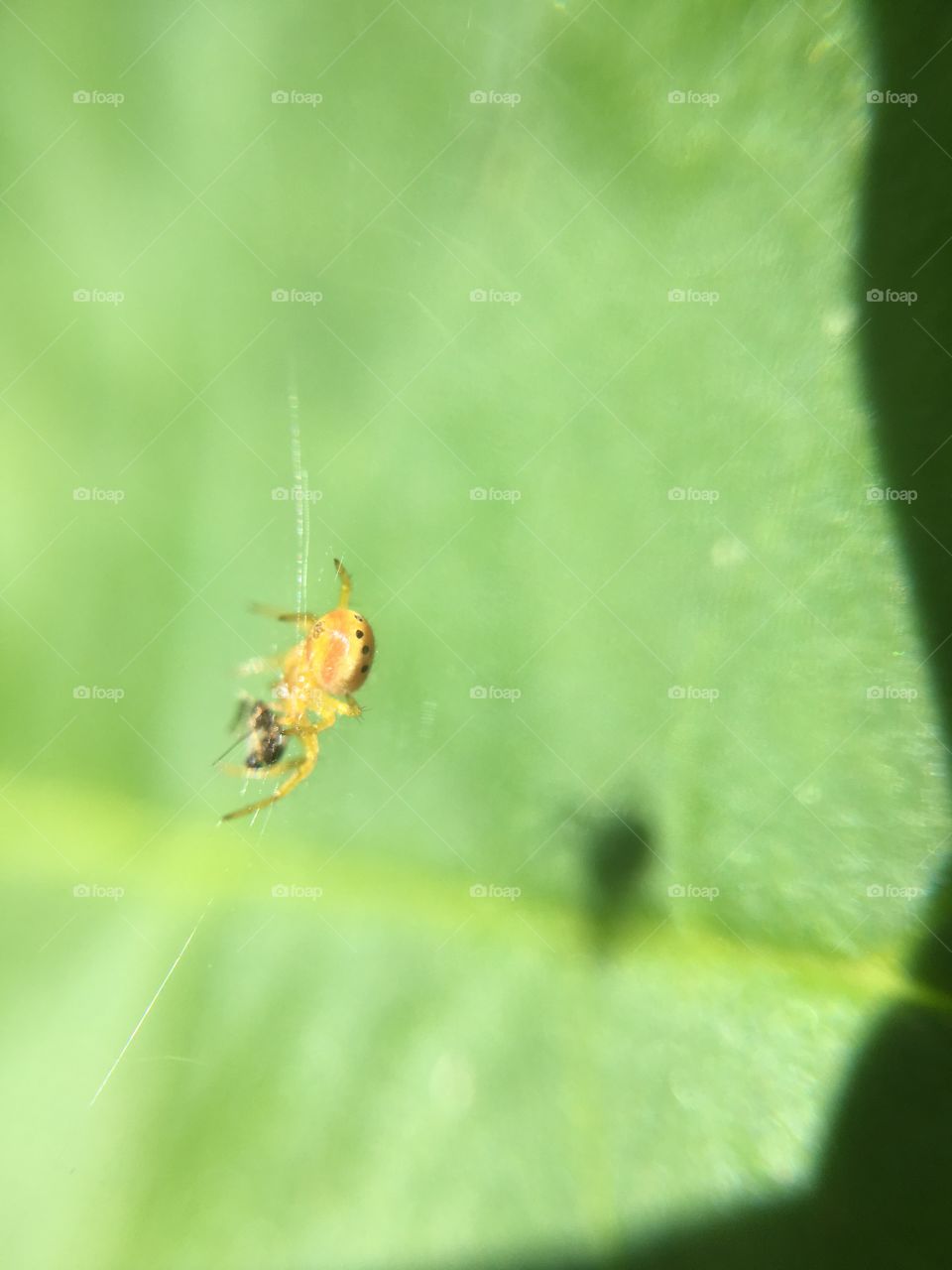 Tiny spider