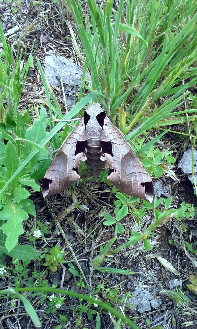 Giganto Moth