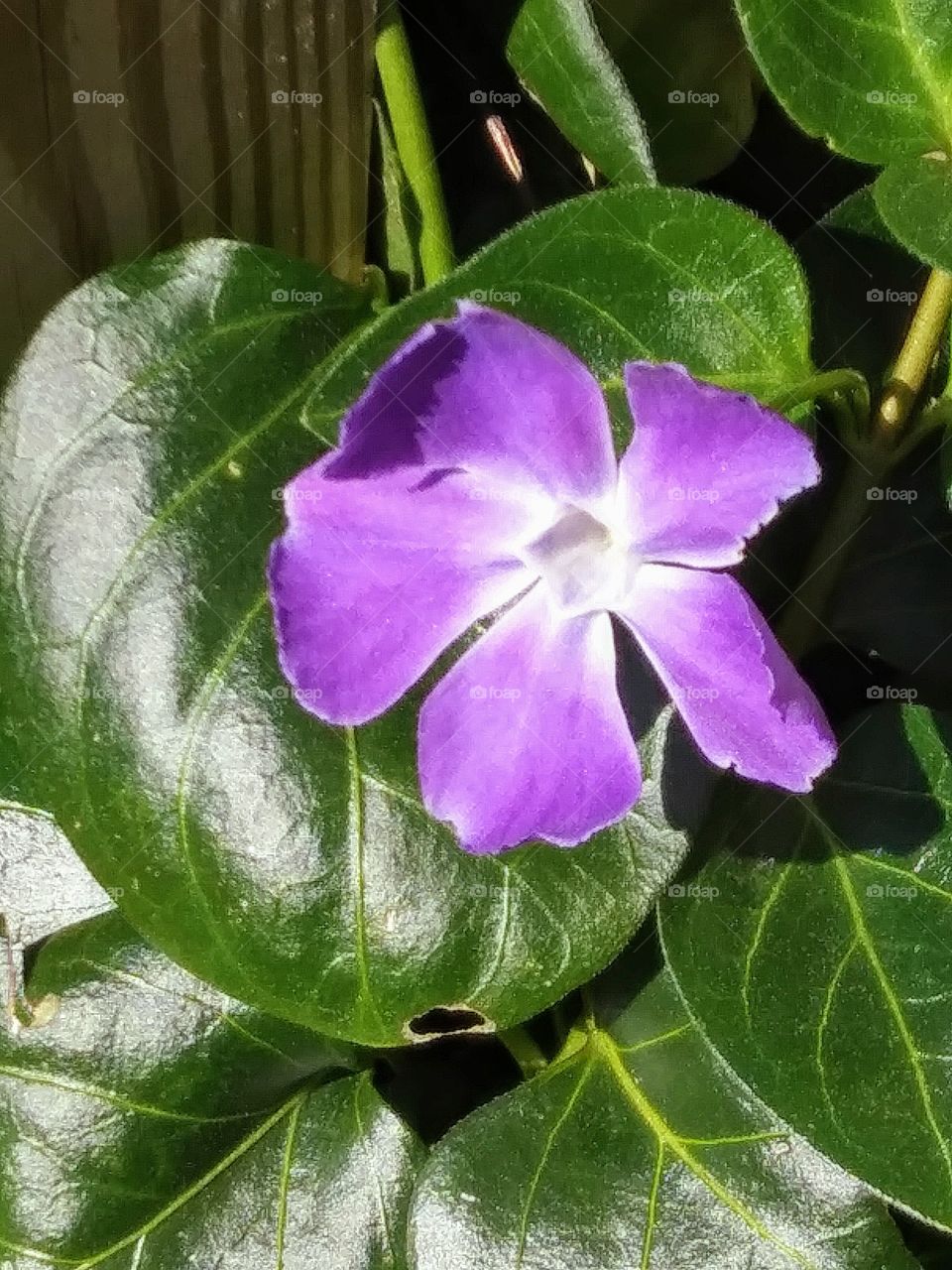 periwinkle flower in full bloom