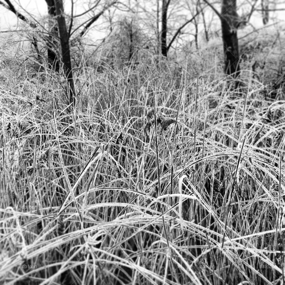 Frosted Reeds