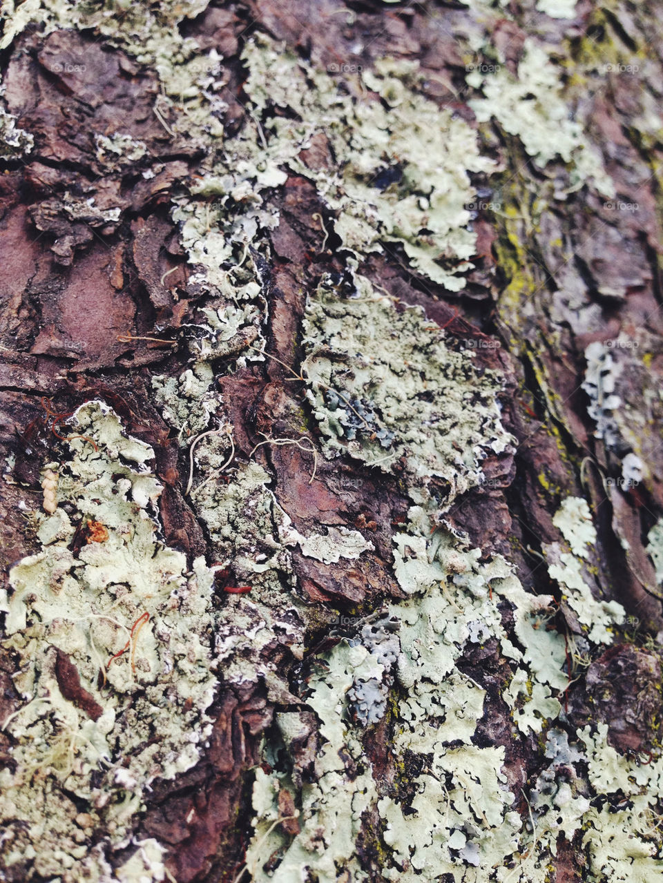 TREE BARK