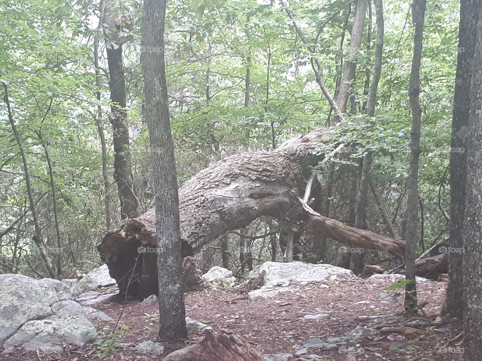 fallen tree