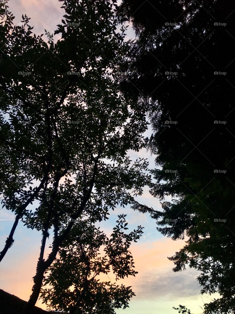 Trees and sunset in backyard 