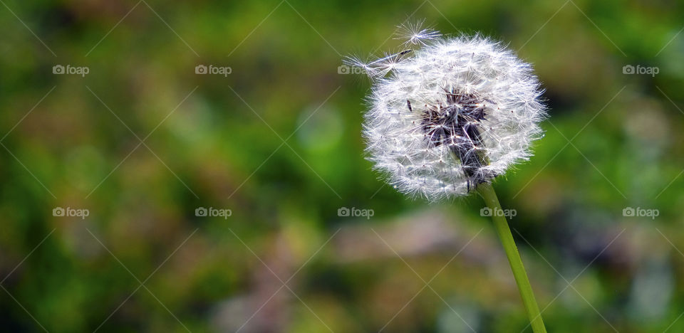Dandelion in the grass