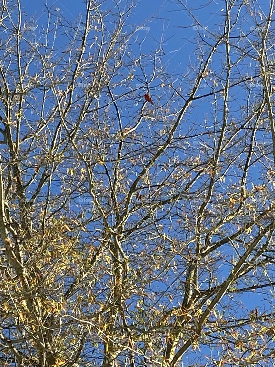 Red bird a few days after my mom passed