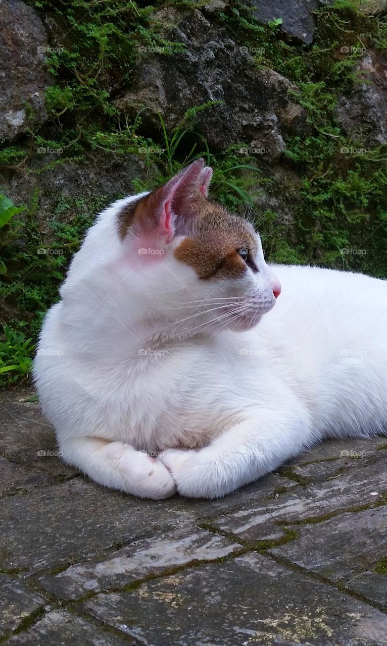 Cat look over his shoulder with mosses wall stones as the background...