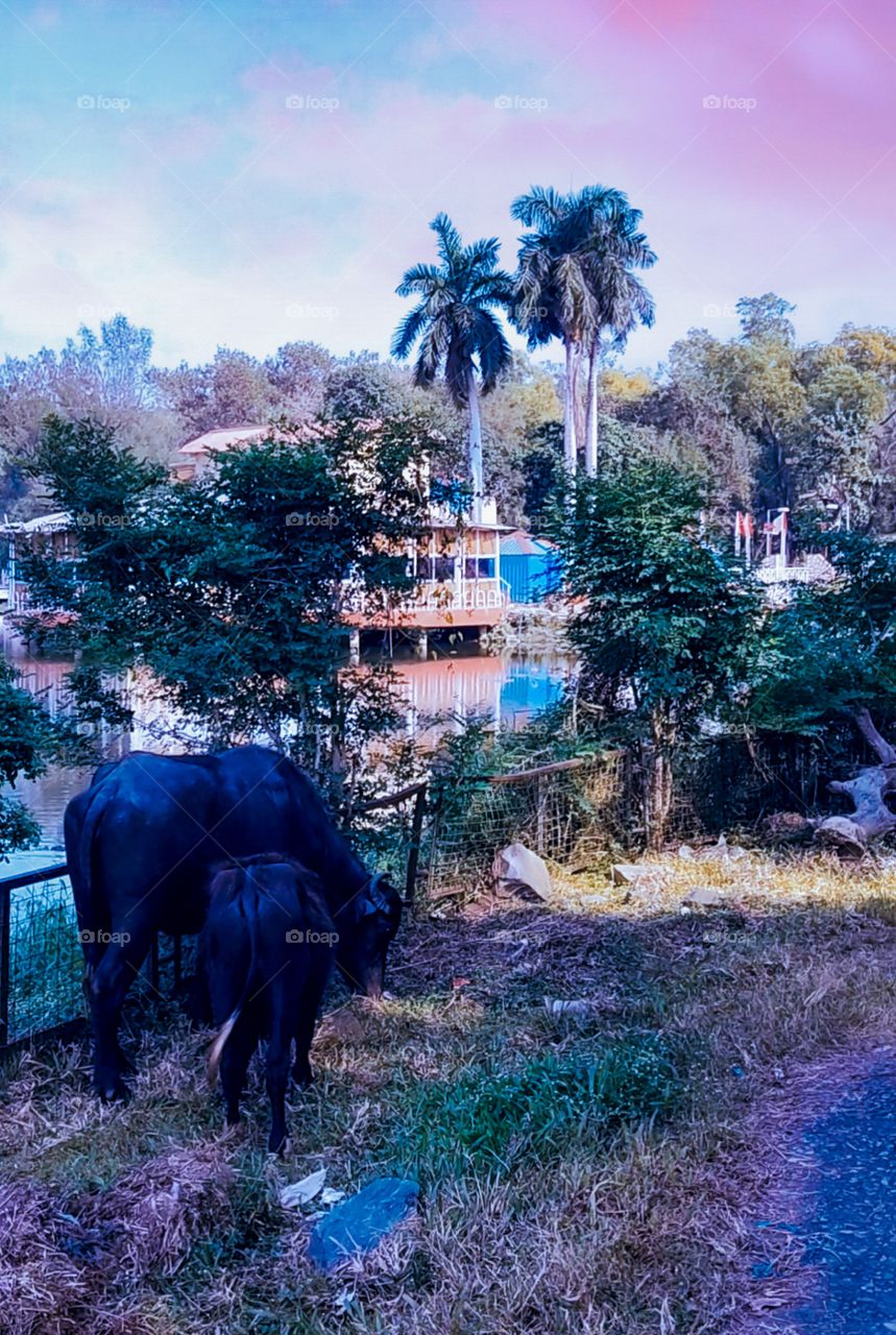 😇😍🐃🌴