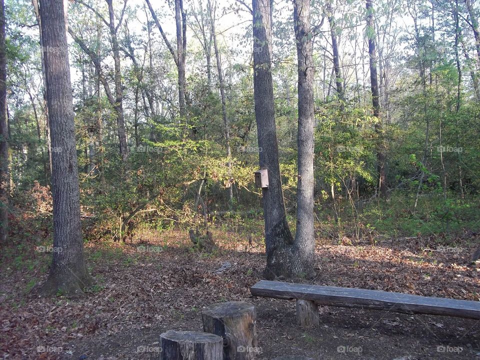 classroom in the woods