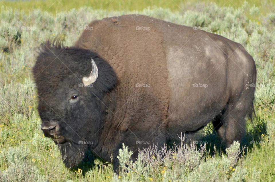 A large bison 
