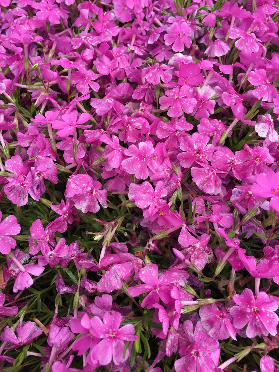 Pink phlox