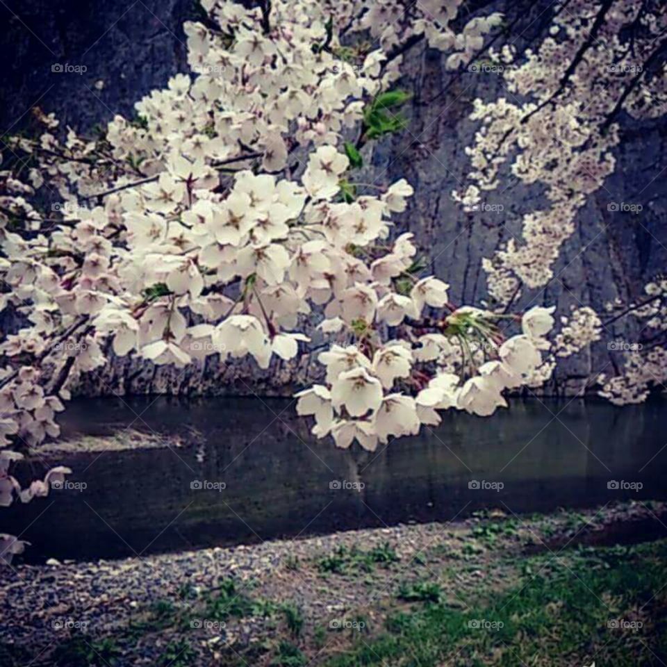 cherry blossoms are blooming