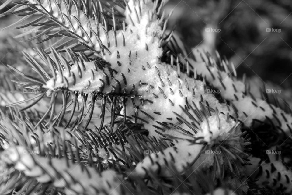 Snowy Pine Needles 
