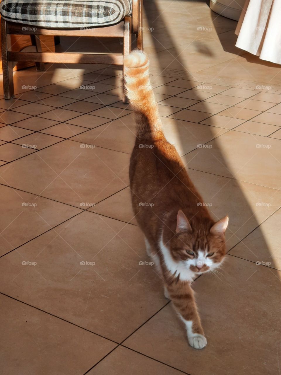 here I am  - my ginger self confident  kitty in sunshine and shade