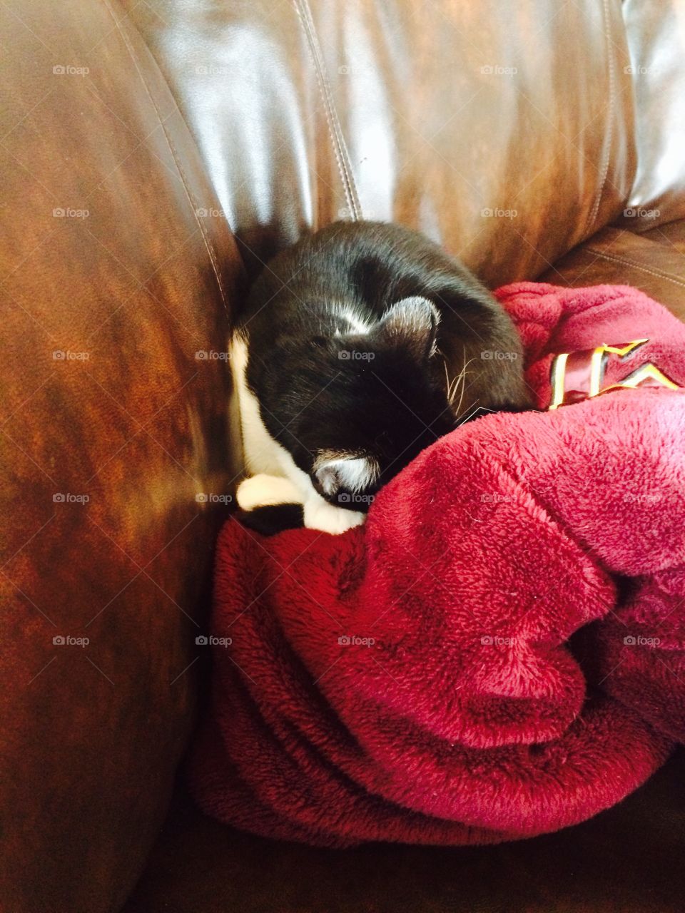 A small kittan having a small nap