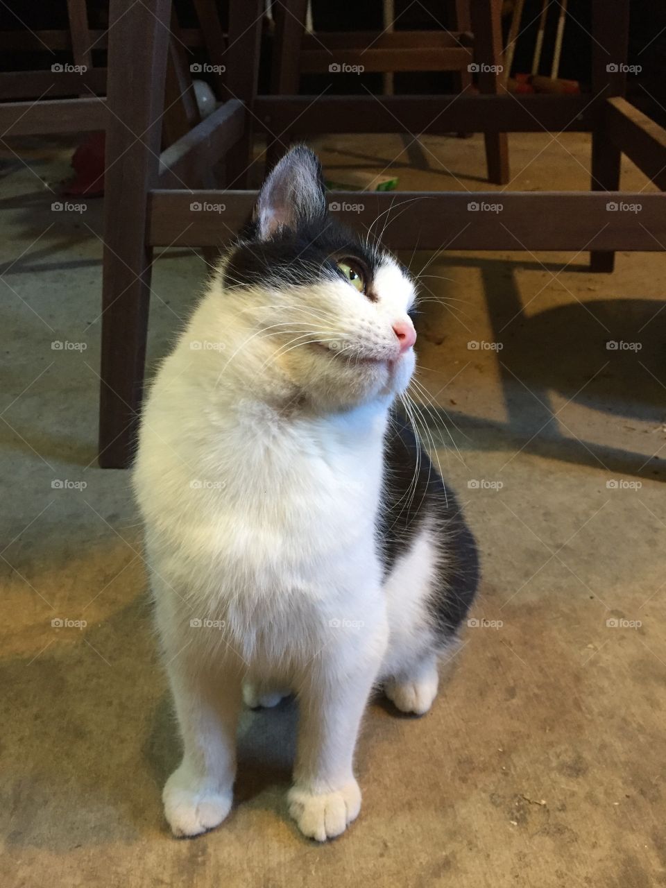 Cat, Mammal, Cute, Portrait, Pet