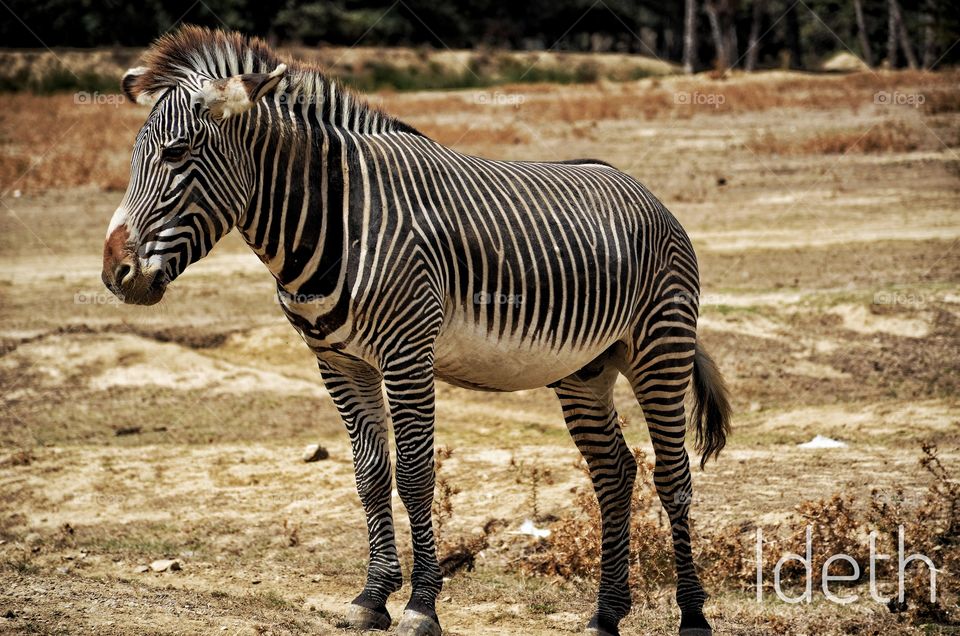 ZEBRA #nature #blackandwhite #free #zebra #safari #freedom