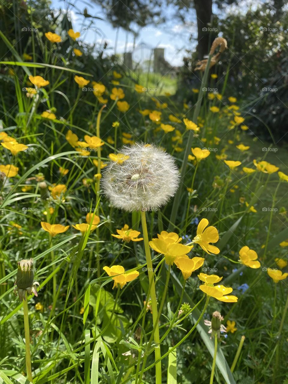 Beautiful buttercups 