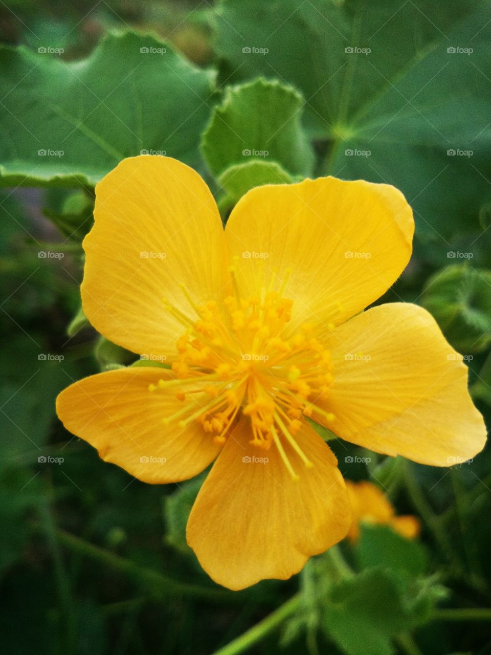 yellow flower is beautiful and amazing