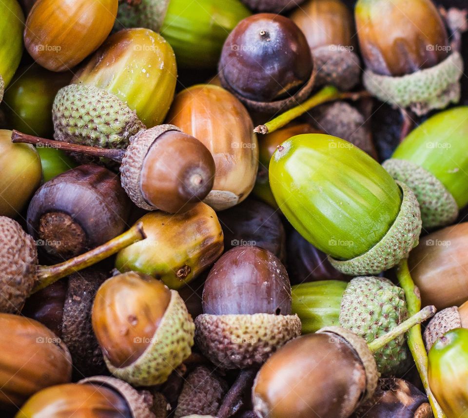 A quantity of acorns in various states of ripeness 