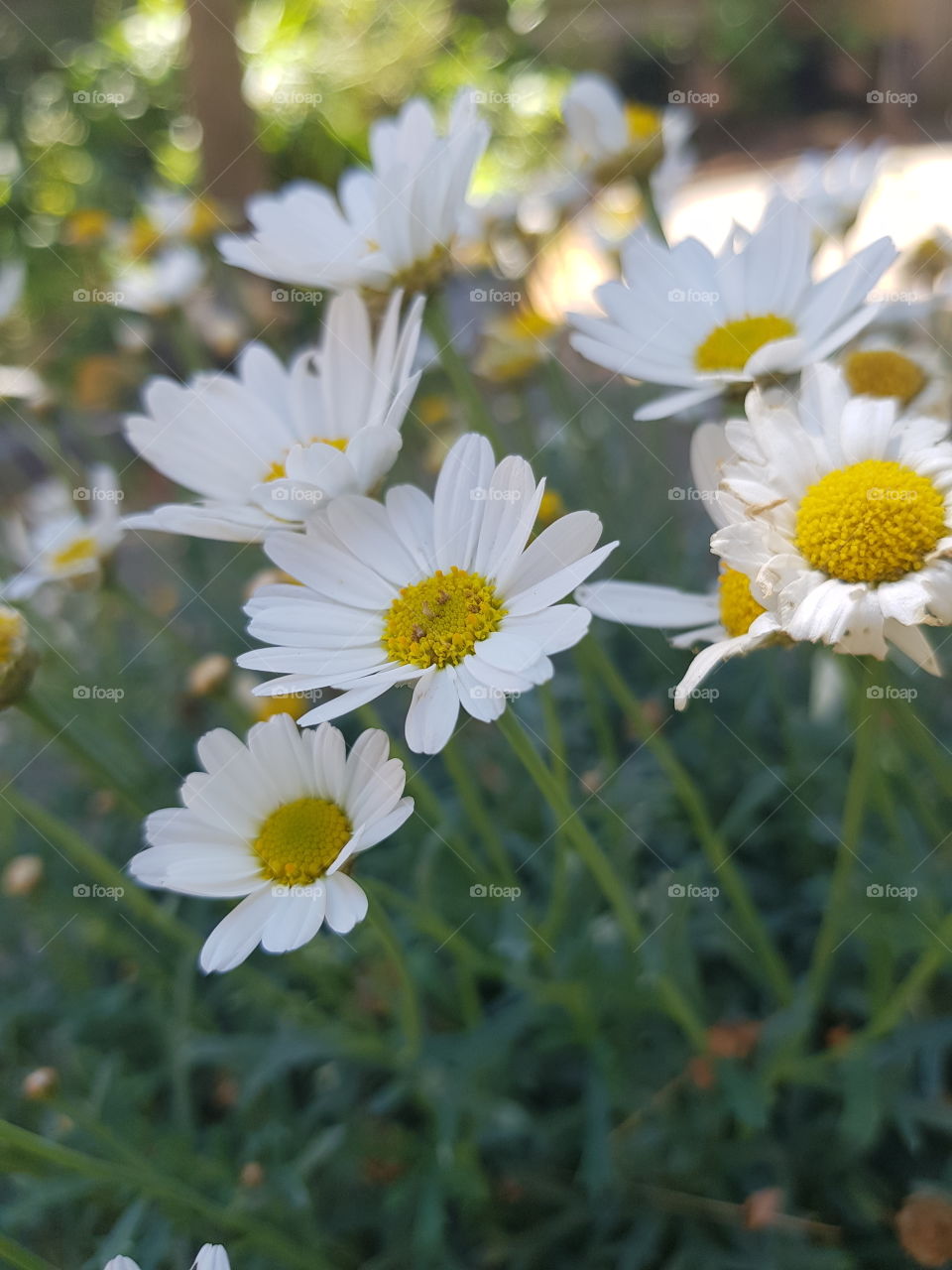 Another shot of the daisies in the garden!