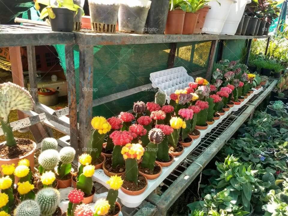 different kind of the cactus plant having different kind of Shades different kind of colours very very beautiful to see them all together