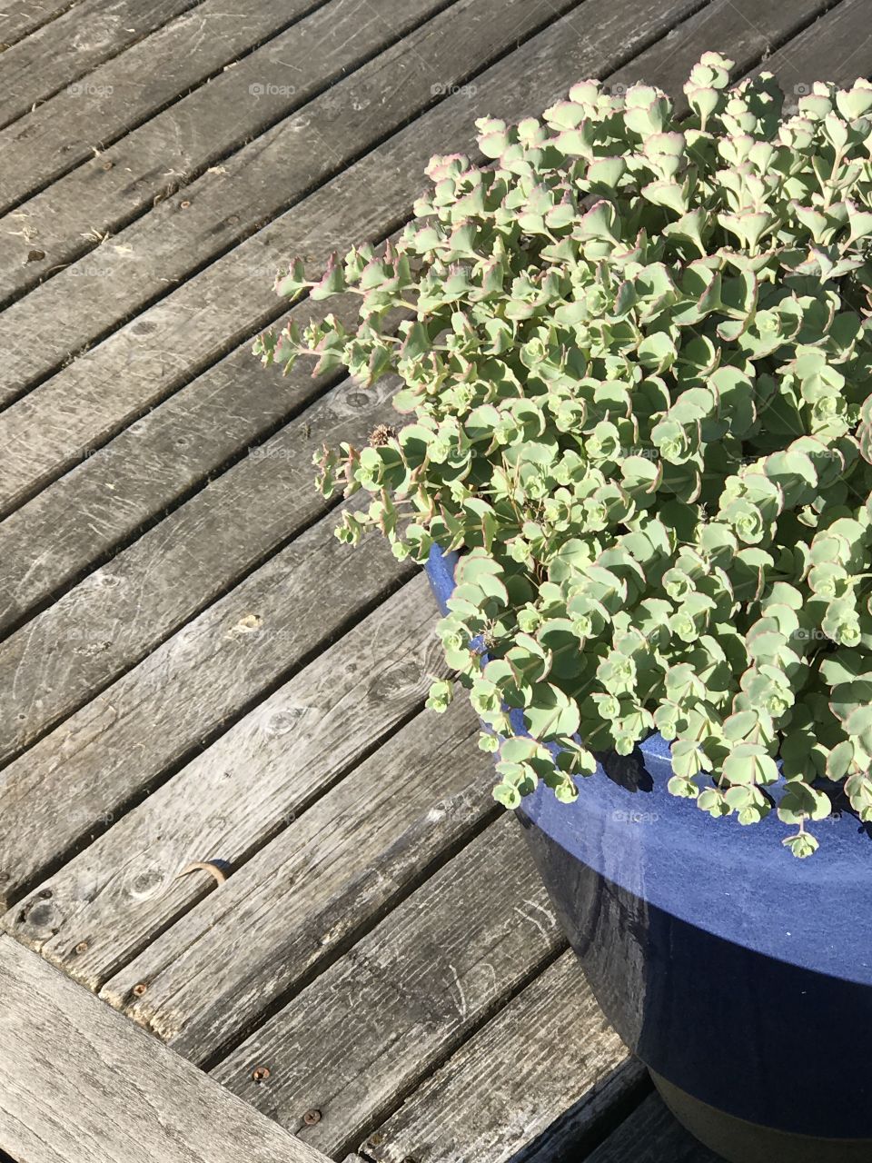 Outdoor plant in planter