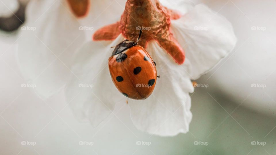 A ladybug on a spring flower