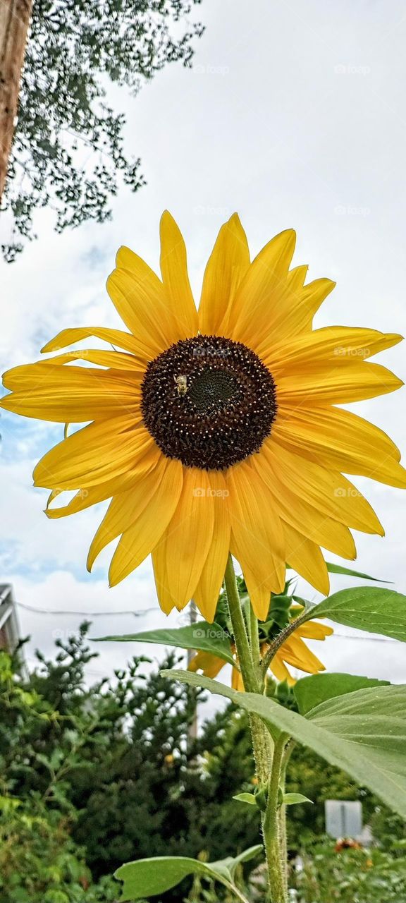 Giant Sunflower with a Bee