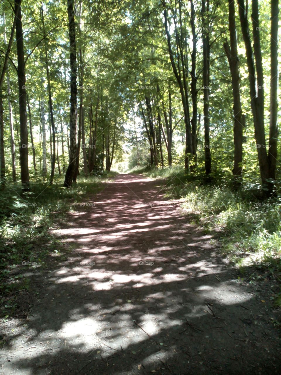 Wood, Landscape, Nature, Environment, Tree