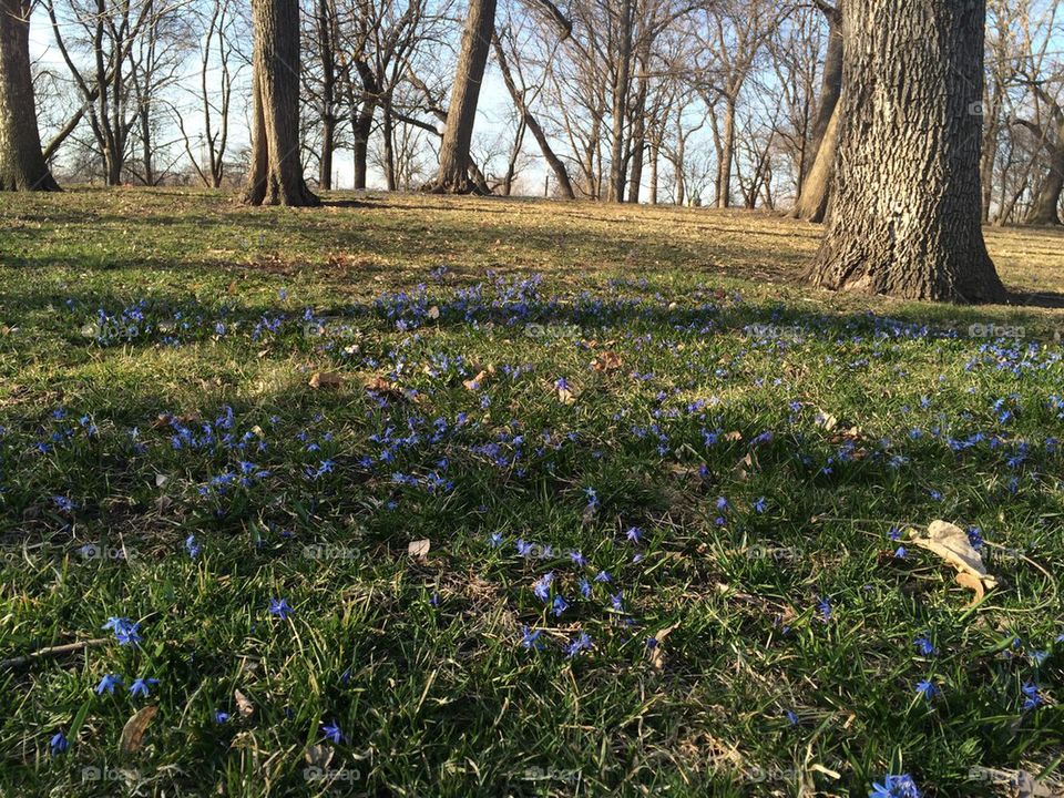 Scilla on the Spring