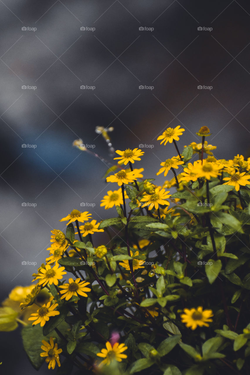 A beautiful, yellow flowers