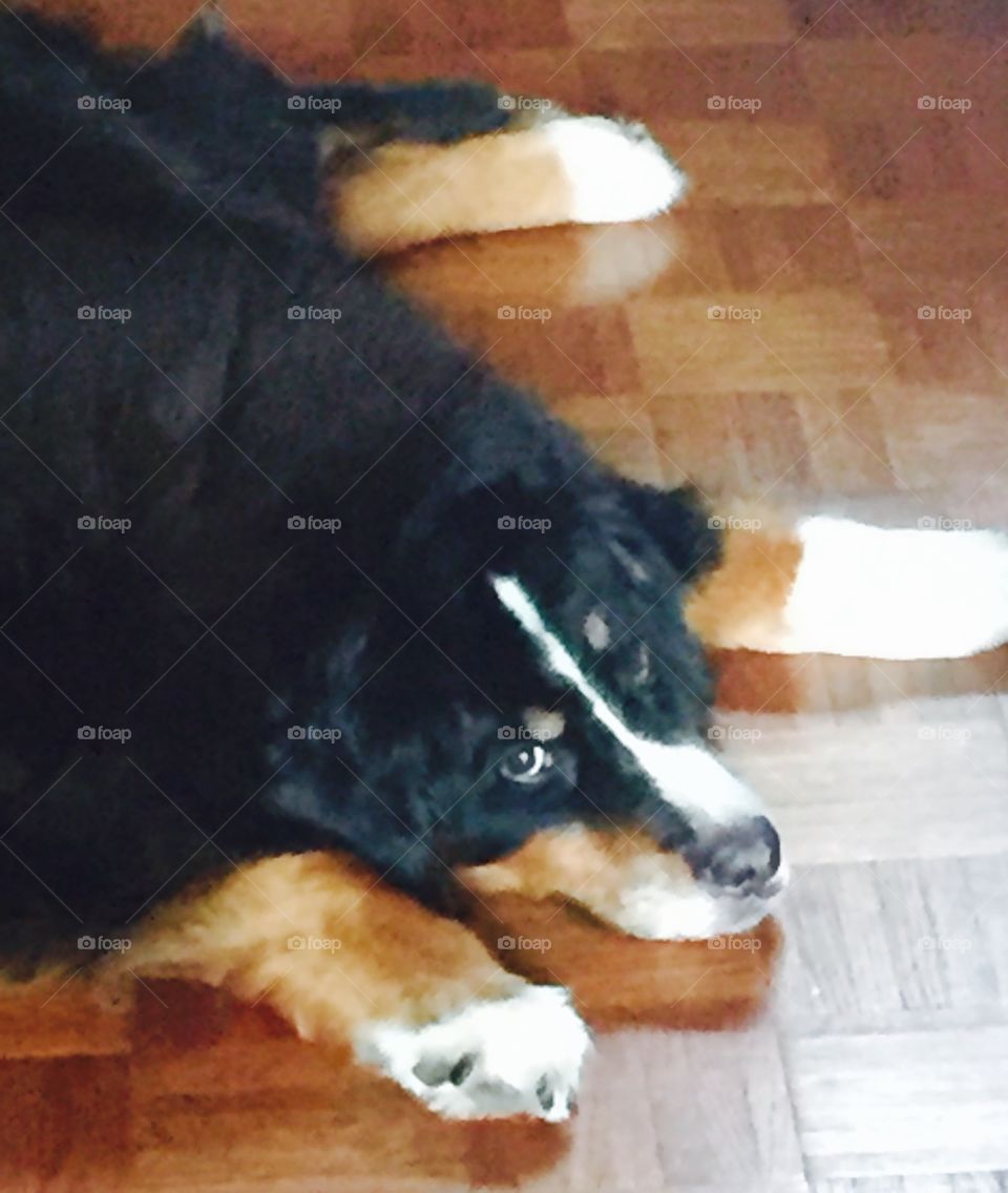 Our lazy, loved Bernese Mountain dog