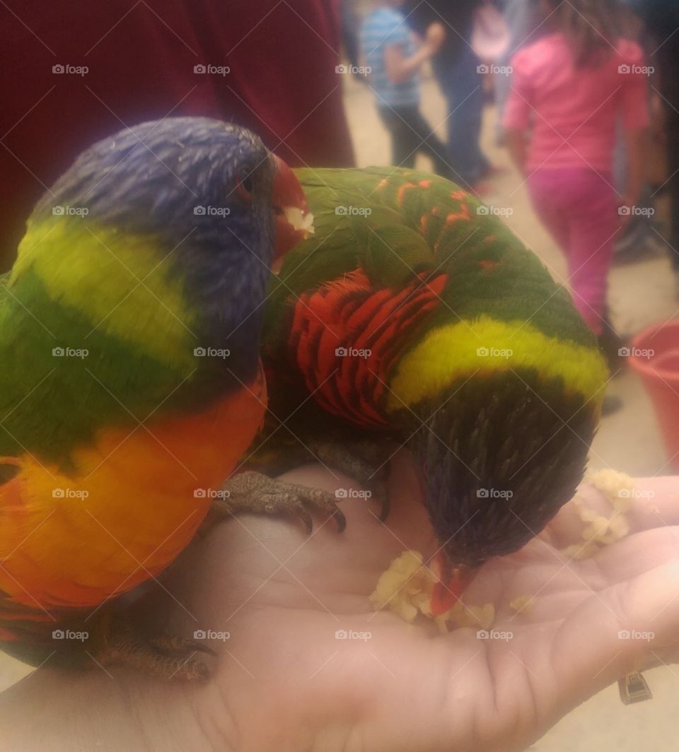 Parrots  sit on hand for food treat