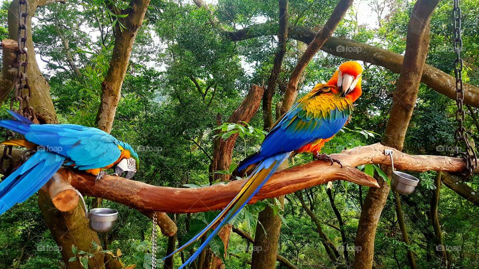 Beautiful colorful parrot