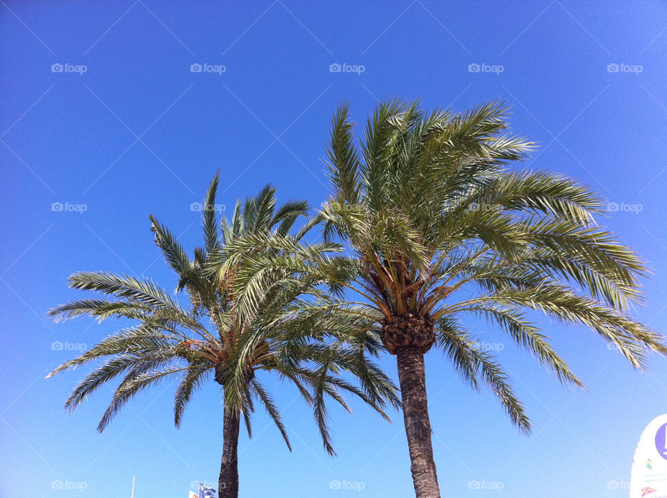 sky blue palm sun by geekz