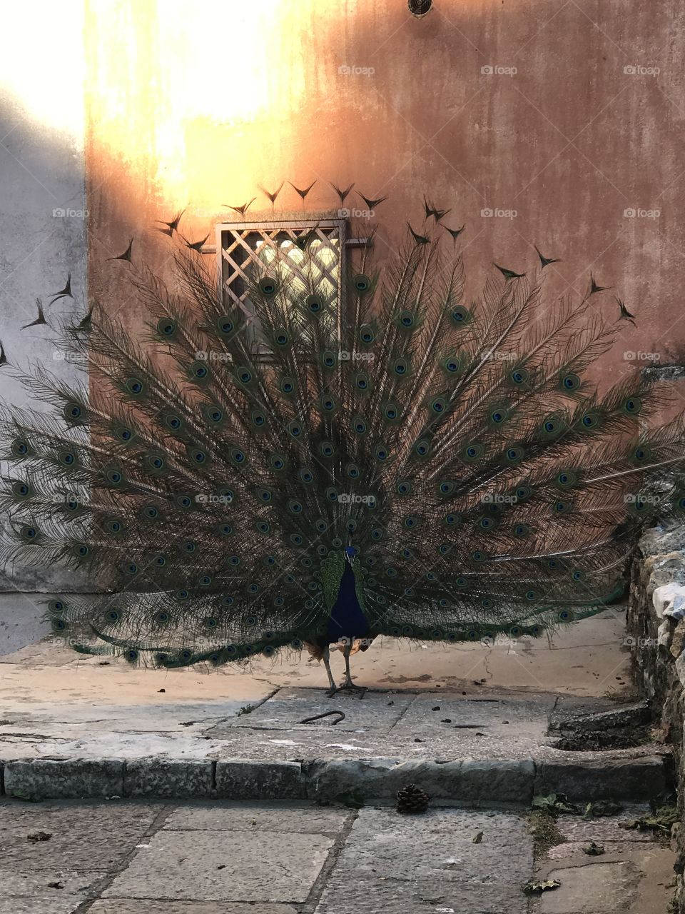 When we spread our wings to their fullest, true beauty is revealed. This picture was taken at the castle in Lisbon. Seems to be the home to this beautiful peacock who wasn’t shy about showing off!