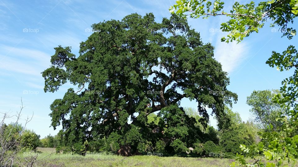 Grand Oak. took this photo on a walk. can you see the kids climbing it? really puts the tree size into perspective. 