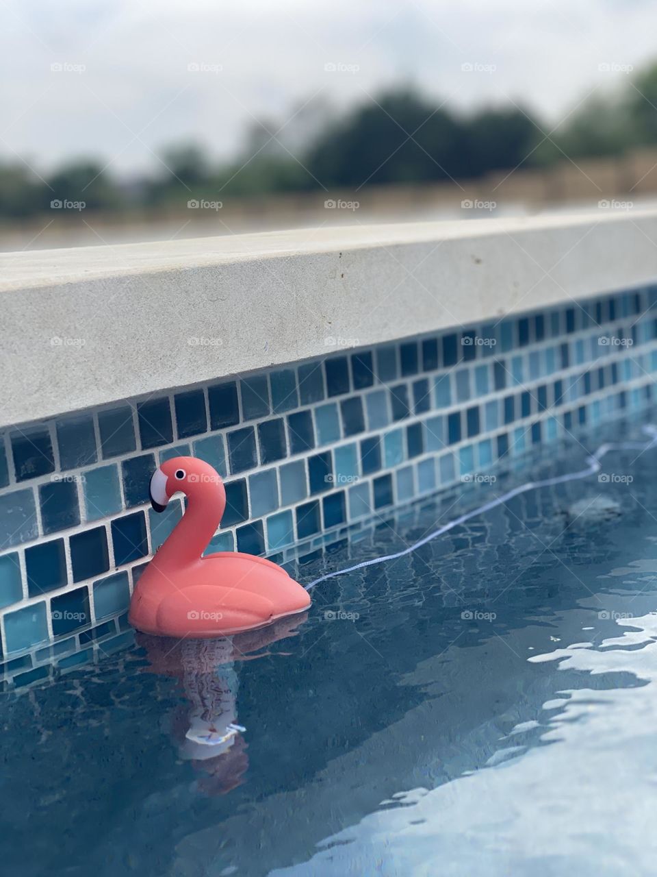 Flamingo thermometer floating in pool water